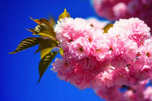 Κεράσι ανθίσει. Με φόντο την άνοιξη. Όμορφα λουλούδια στον κήπο. Sacura κερασιά. Άνοιξη. Ανοιξιάτικα λουλούδια με γαλάζιο φόντο και σύννεφα. — Φωτογραφία Αρχείου