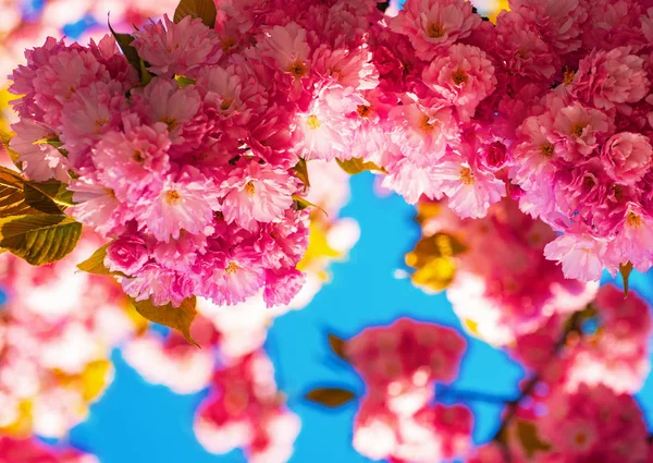 Κεράσι ανθίσει. Sacura κερασιά. Ανθισμένα λουλούδια ανθών sakura κοντινό πλάνο με το μπλε του ουρανού σε φόντο φύση. — Φωτογραφία Αρχείου