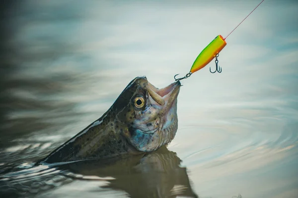 Vliegvissen. Vissen-ontspannen en genieten van hobby. Steelhead regenboogforel. Nog water forel vissen. Vangt een vis. — Stockfoto