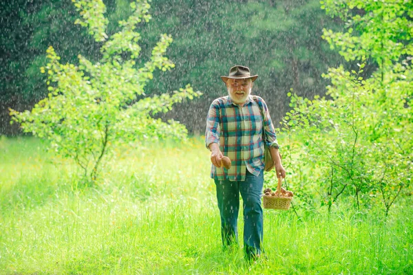 Pilze sammeln im Wald, Großvater auf Pilzsuche über sommerlichem Waldhintergrund. Senior-Pilzsammler. Rentner. — Stockfoto
