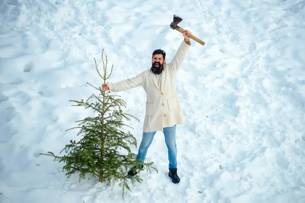 Opgewonden houtsnijder met bijl in het winterbos. Bearded man draagt kerstboom in het hout. Bearded man draagt kerstboom in het hout. — Stockfoto