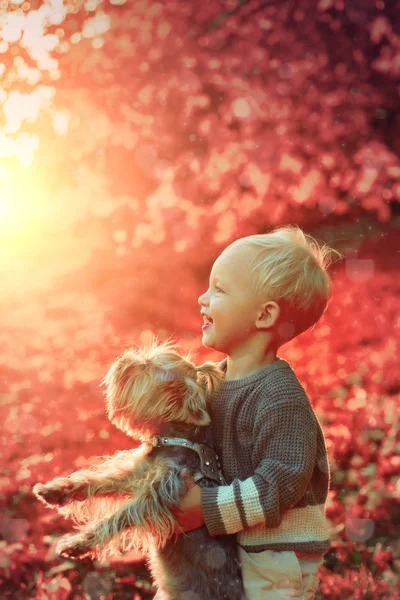 Szczęśliwego dzieciństwa. Słodkie wspomnienia z dzieciństwa. Dzieci bawią się z psem Yorkshire Terrier. Chłopiec maluch cieszyć jesienią z przyjacielem psa. Małe dziecko maluch na słoneczny jesienny dzień chodzić z psem. Ciepło i przytulność — Zdjęcie stockowe