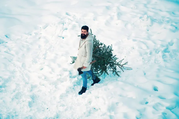 El hombre va a cortar un árbol de Navidad. El barbudo lleva un árbol de Navidad en el bosque. Tema Navidad invierno año nuevo. Santa moderna. Fiesta de año nuevo . — Foto de Stock