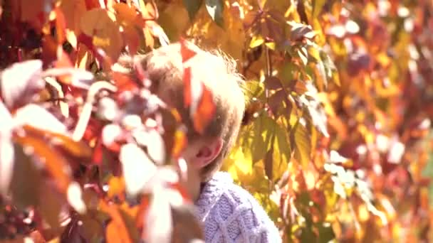 Retrato de otoño de un hermoso niño preescolar en el parque. Los niños juegan en el parque de otoño. Niño sonriente sobre fondo natural de otoño. Otoño bebé en otoño deja el parque . — Vídeos de Stock