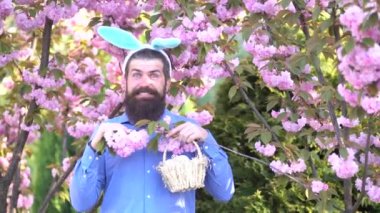 Avcılık yumurta ve komik Paskalya günü. Sakallı adam tavşan kulakları takıyor ve Paskalya Yumurtası yiyor. Bir kostüm Paskalya tavşanı içinde adam kulakları ve yumurta ile doğa arka plan çiçeklenme. Sürpriz tavşan - yakın