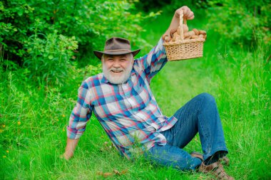 Busket avcılık mantar mantar ile Mutlu Büyükbaba. Yabani Mantarları Topluyor. Mantar avı.