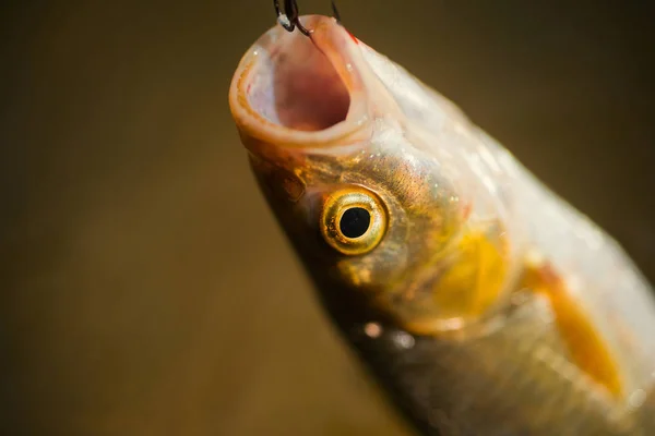 Vissen in de rivier. Vissen vangen haken. Vissen-ontspannen en genieten van hobby. — Stockfoto