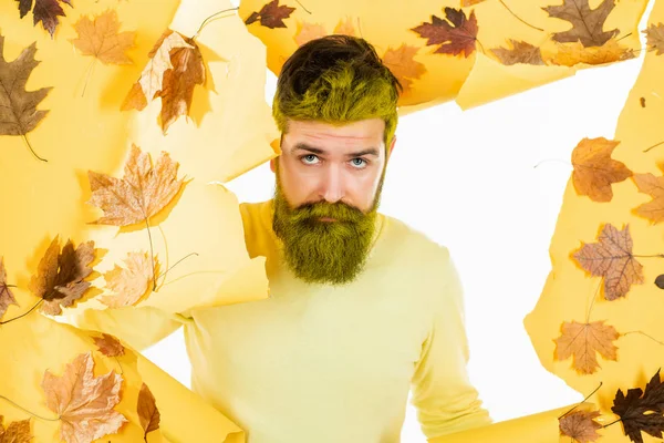 Bearded man are getting ready for autumn sale. Fashion autumn man portrait with yellow maple leaves on isolated background. Autumn man. Fall concept.
