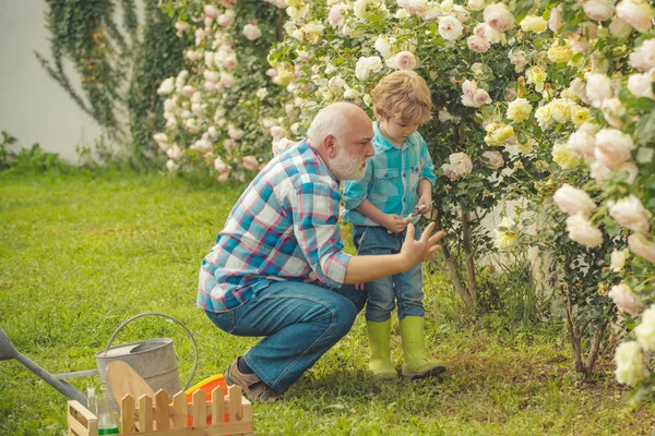 His enjoys talking to grandfather. Spring and summer. Father and son. Bearded Senior gardener in an urban garden. Gardening hobby. — Stock Photo, Image