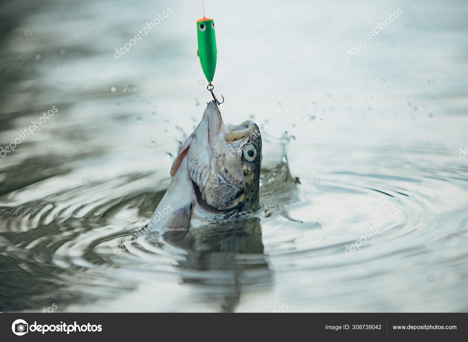Fishes catching hooks. Fish trout on a hook. Brown trout being