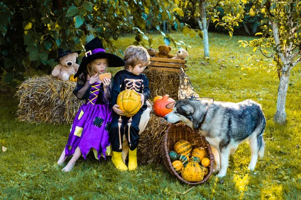 Halloween a vidéken. Gyerekek mosolyogva egy Halloween Party. Aranyos gyerekek lánya és fia hogy vicces arcok a sütőtök. — Stock Fotó