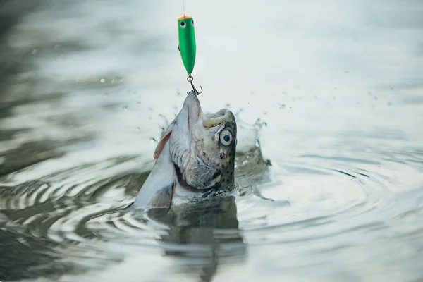 魚はフックをキャッチします。フックに魚マス。漁網で捕獲された茶色のマス。マスのためのフライフィッシング. — ストック写真