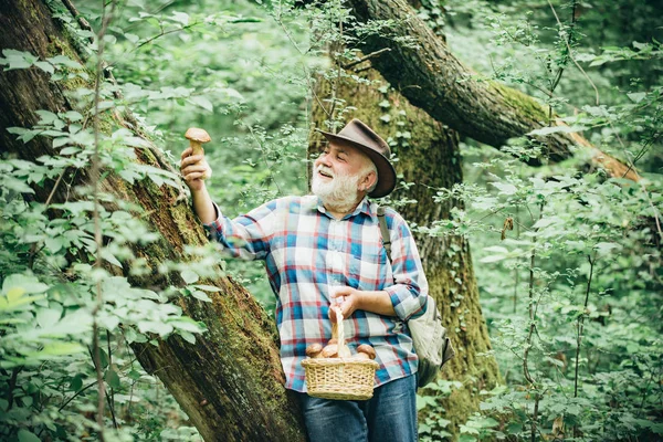 Frische Pilze in den Händen des Mannes. Älterer Mann mit Pilzen im Korb über Waldhintergrund. — Stockfoto