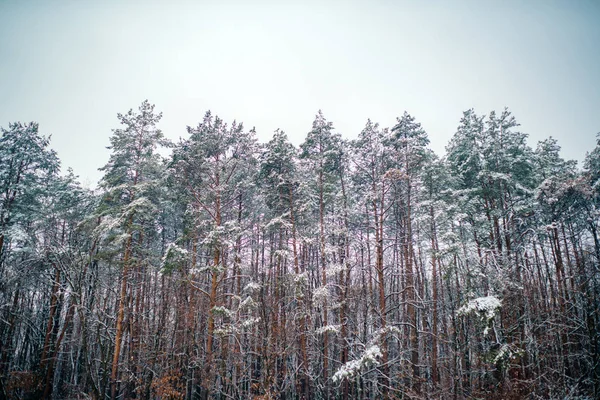 겨울이라는 개념입니다. 겨울 숲. 겨울을 위한 이미지. 겨울의 봄. 지구의 냉각. — 스톡 사진