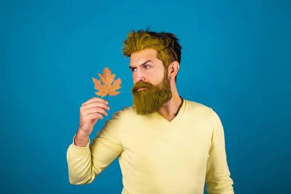 Hombre de otoño. Retrato de hombre de otoño de moda con hojas de arce amarillo sobre fondo aislado. Hombre barbudo joven en jersey vintage de moda o suéter . — Foto de Stock