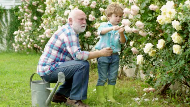 Jardinero cortando flores en su jardín. Abuelo y su nieto disfrutando en el jardín con flores. Plantando. Padre e hijo. Niño y padre sobre rosas fondo . — Vídeos de Stock