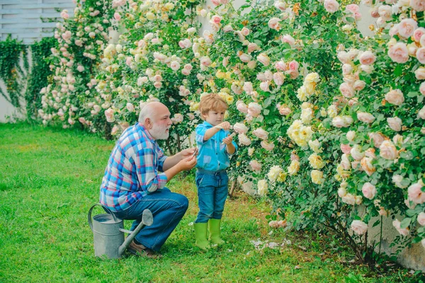 Профессиональный садовник. Садовник срезал цветы в своем саду. Планирование пенсии. Поколение. Папа учит детей растениям. Садоводческое хобби. — стоковое фото