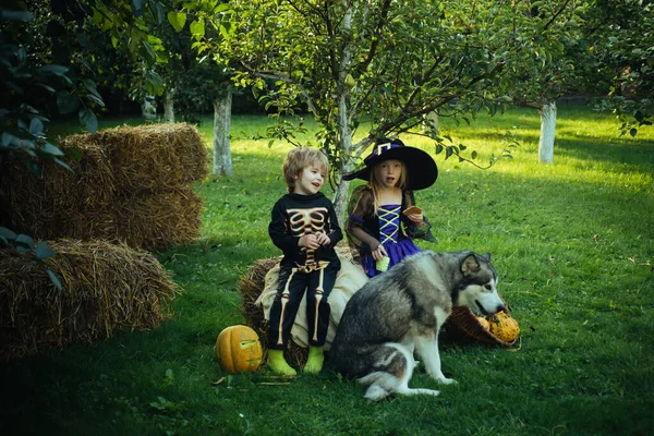 Surprised group little zombie in Halloween costume eating treat, calaverita sweets candles. jack-o-lantern. Funny group of friends children in a Halloween costume on Halloween party. — ストック写真