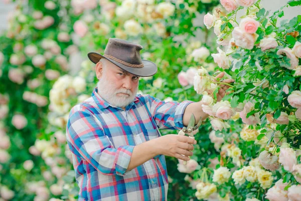 Grandfather working in garden over roses background. — Stock Photo, Image