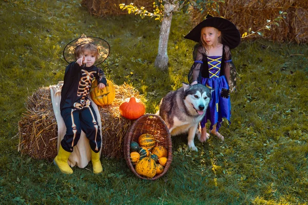 Cadılar Bayramı kutlamaları nda eğlenen Cadılar Bayramı kostümleri giyen sevimli çocuklar. Cadılar Bayramı partisindeki mutlu çocuklar. Kabak ile bahçede Cadılar Bayramı çocuk partisi. — Stok fotoğraf
