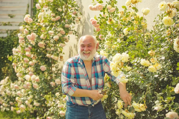 Jardinería - Abuelo jardinero en el jardín soleado plantación de rosas. Abuelo hablando con su nieto . — Foto de Stock