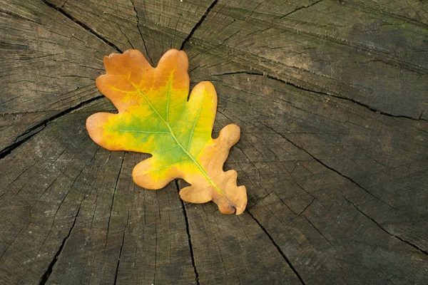 Folha de outono de carvalho verde amarelo no fundo da madeira. Espaço para SMS. Conceito de vida e mudança de gerações. Juventude e envelhecimento , — Fotografia de Stock