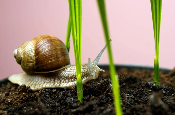 Um pouco de lodo com casca ou caracol em vaso de plantas. Muco de cura. Cosméticos e muco de caracol. Procedimento de beleza Cosmetology. Caracol bonito perto de planta verde. Remédios naturais. Adorável caracol close up — Fotografia de Stock