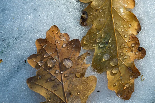 关闭两个秋叶在水坑冻结在独特的，几何类型的模式。 秋天的黄叶被冰覆盖着. 冻结的关系。 早冬。 冷得很. — 图库照片