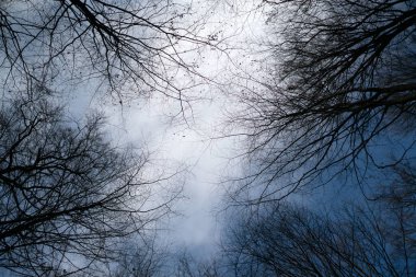 Çıplak ağaçların tepelerine ve dallara doğru güzel, açık mavi kış gökyüzüne bakın..