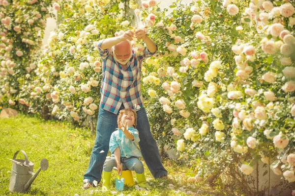 Gardening with a kids. Child are in the garden watering the rose plants. Flower ground. Father and son. Grandson and grandfather spend time in the orchard. — ストック写真