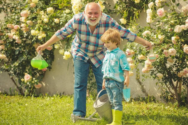 Gartenarbeit - Großvater Gärtner im sonnigen Garten, der Rosen pflanzt. Großvater mit seinem Enkel bei der Gartenarbeit. — Stockfoto