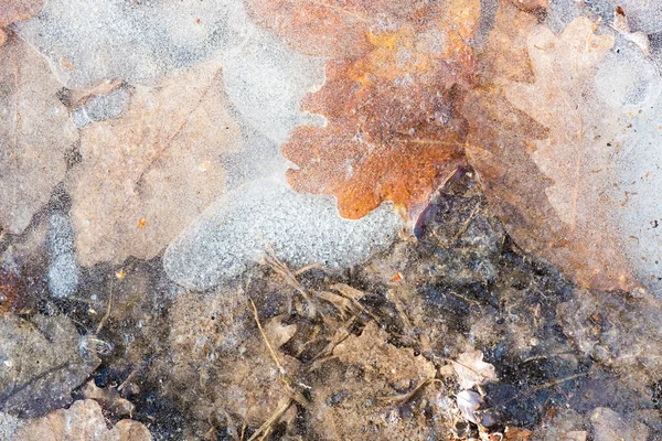 Листья и маленькие воздушные пузырьки застряли в замерзшей воде. Приближаются зимние каникулы. Открытка к Новому году. Первый снег покрывает землю. Ранняя зима . — стоковое фото