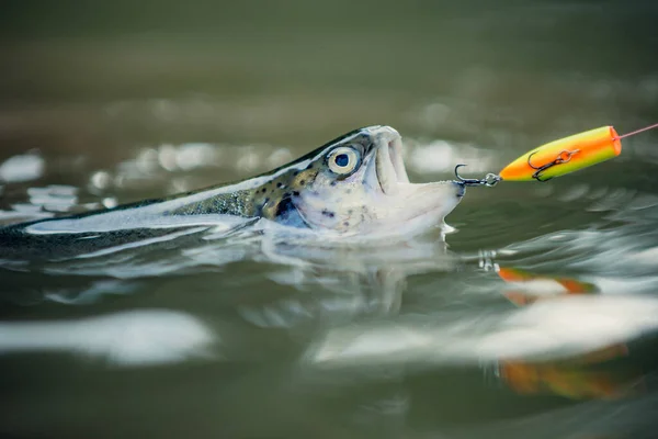 Fish head and fishing hook. Concepts of successful fishing. Bass fishing. Catches a fish. — Stock Photo, Image