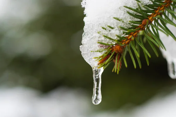 Ramo de árvore coberto de neve. Decoração natural. Ar fresco e prazer da natureza. As férias estão a chegar. A primeira neve. Atividades de inverno. Ano Novo e cartão de felicitações de Natal. Espaço de cópia para — Fotografia de Stock