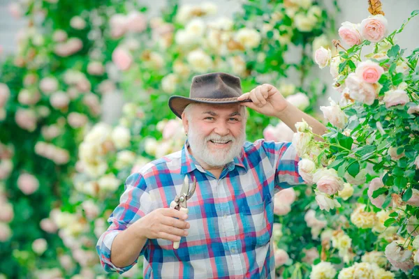 Pasatiempo de jardinería. Jardinero cortando flores en su jardín. Cuidado de las flores y riego. Granjero barbudo en el parque con fondo rural . — Foto de Stock