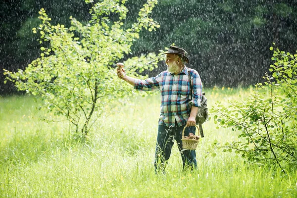 Alter Mann, der im Regen geht. Opa Rentner. Senior Wanderpilze im Regenwald. Pilzsammler. Steinpilze im Moos im Wald. — Stockfoto