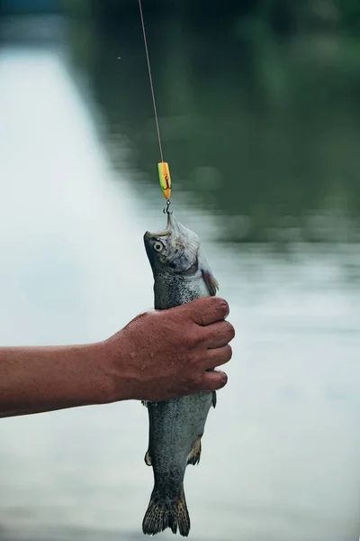 Visforel aan een haak. Vlieg staaf en spoel met een bruine forel uit een beek. Vissen in de rivier. Vissen. Lure vissen. Een forel. Vissen vangen haken. — Stockfoto