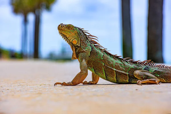 Iguana iguana, también conocida como la iguana americana. Primer plano de la cabeza de una iguana . —  Fotos de Stock