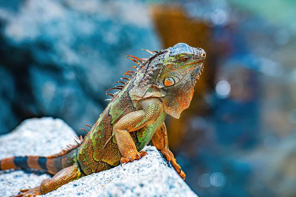 En grön leguanaödla. ödla av släktet Iguana, född i Centralamerika. — Stockfoto