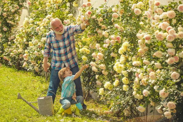 Дедушка и внук наслаждаются в саду цветами роз. Растения. образ жизни и семейная жизнь. Поколение . — стоковое фото