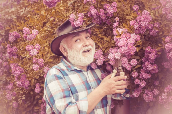 Jardinería de hombres mayores en el jardín. Jardinería - Abuelo jardinero en el jardín soleado plantación de rosas. Hipster agricultor relajarse en el fondo de la naturaleza . — Foto de Stock