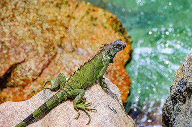 Yeşil iguana, iguanagiller (Iguana) familyasından bir sürüngen türü..