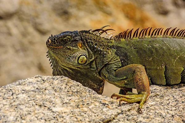 Green lizards iguana. Iguana dragon. — Stock Photo, Image