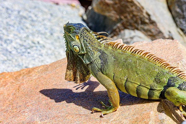 Iguana reptilian, exotic wild dragon. — Stock Photo, Image