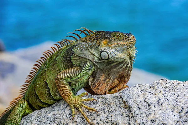Ödla av släktet Iguana, född i Centralamerika. — Stockfoto