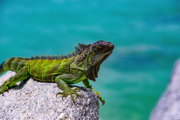 緑のトカゲイグアナ。野生動物と自然,海イグアナ. — ストック写真