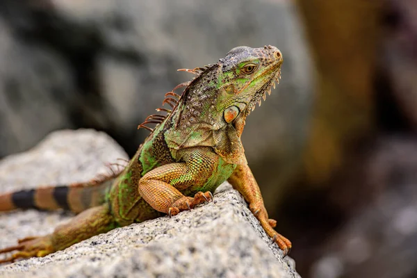 녹색 이구아나 (Green iguana) 또는 아메리카 이구아나 (American iguana) 는 이구아나 속에 있는 도마뱀 파충류이다. — 스톡 사진