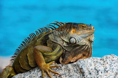 Yeşil iguana, aynı zamanda Amerikan iguanası olarak da bilinir, Iguana cinsinin otçul türleri..