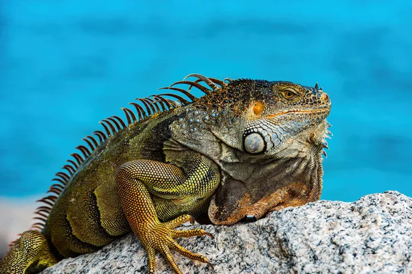 Grön leguan, även känd som den amerikanska leguanen, växtätande arter av ödla av släktet Iguana. — Stockfoto