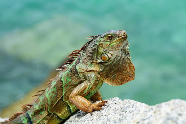Grön leguan även känd som den amerikanska leguanen är en ödla reptil i släktet Iguana i leguanafamiljen. — Stockfoto